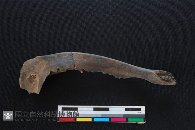 山羌骨藏品圖，第2張