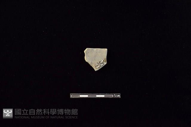 陶片藏品圖，第2張