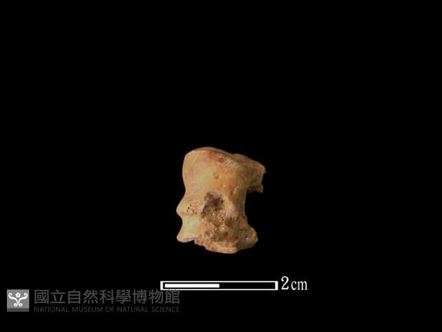 獐骨藏品圖，第2張