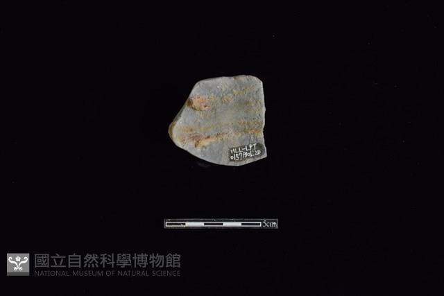 陶片藏品圖，第2張