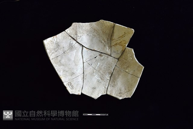 陶片藏品圖，第2張