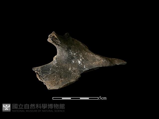 梅花鹿骨藏品圖，第1張