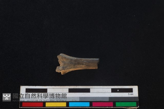 野兔骨藏品圖，第2張