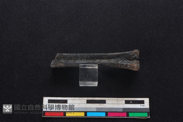 山羌骨藏品圖，第2張