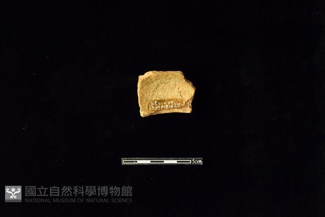 陶罐藏品圖，第2張