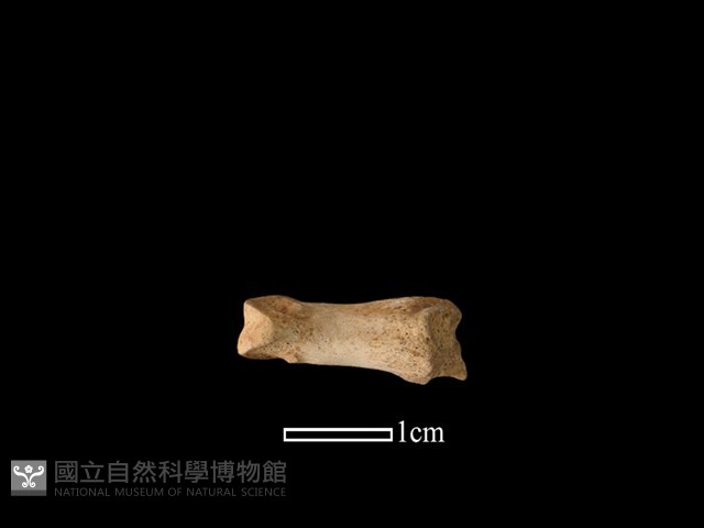 獐骨藏品圖，第2張