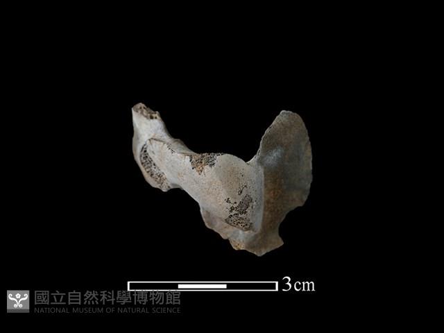 梅花鹿骨藏品圖，第1張