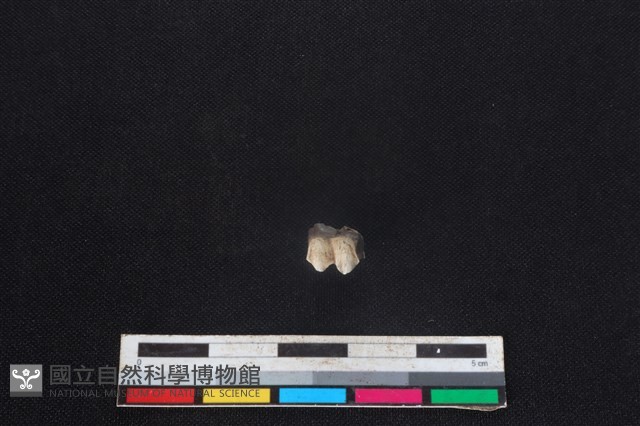 山羌骨藏品圖，第2張