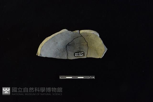 陶片藏品圖，第2張