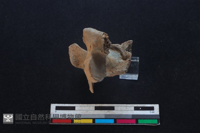 豬骨藏品圖，第2張