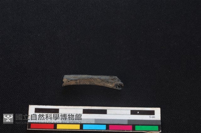 環頸雉骨藏品圖，第2張