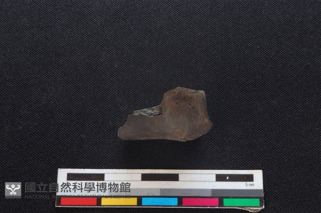 梅花鹿骨藏品圖，第2張
