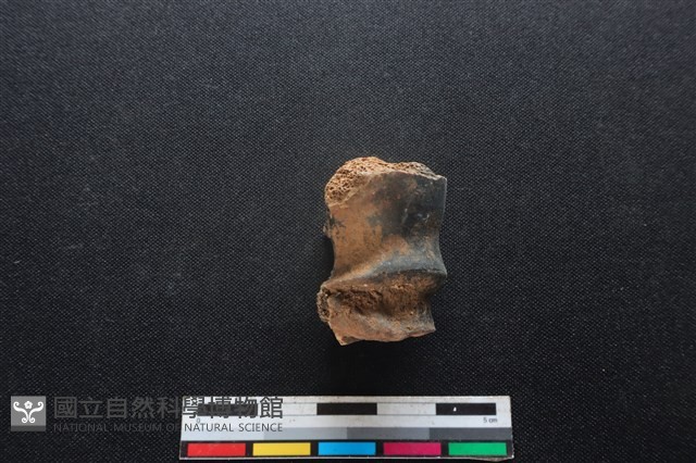 梅花鹿骨藏品圖，第2張