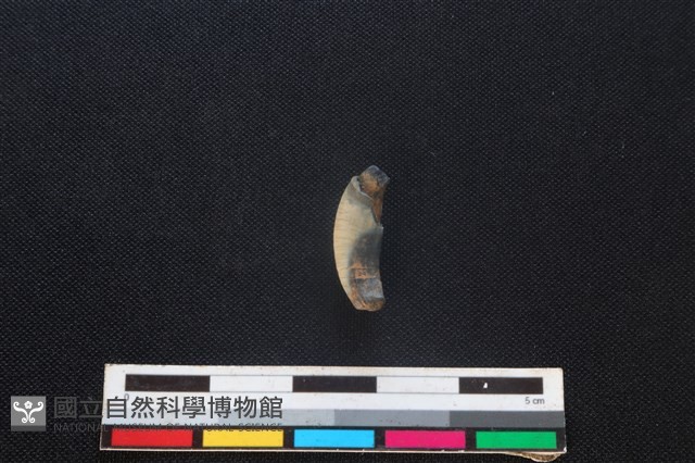 食肉目骨藏品圖，第2張
