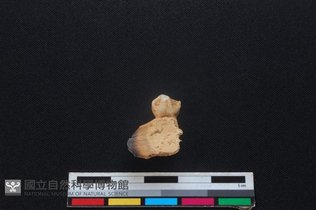 梅花鹿骨藏品圖，第2張