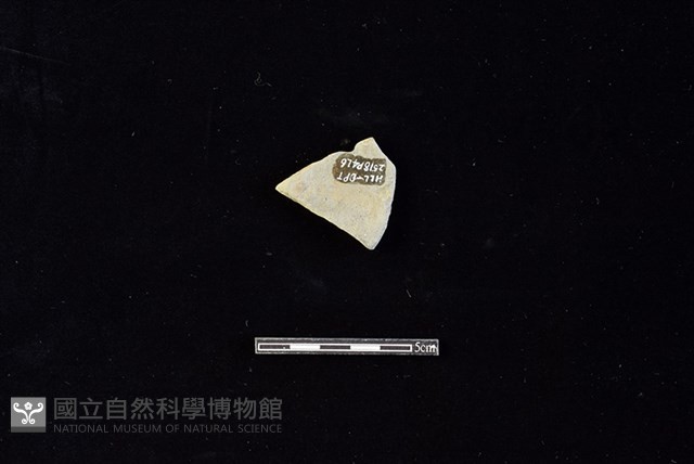 陶片藏品圖，第2張