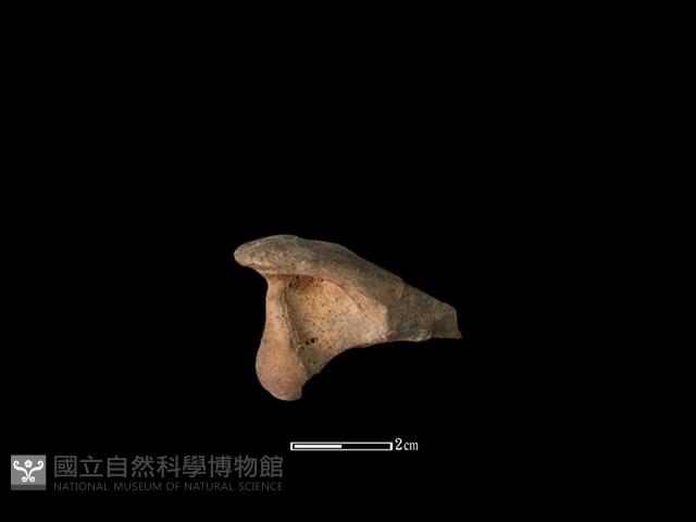 獐骨藏品圖，第2張