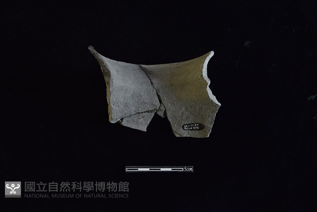 陶罐藏品圖，第2張