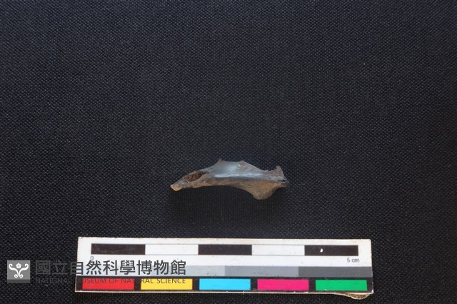 野兔骨藏品圖，第2張