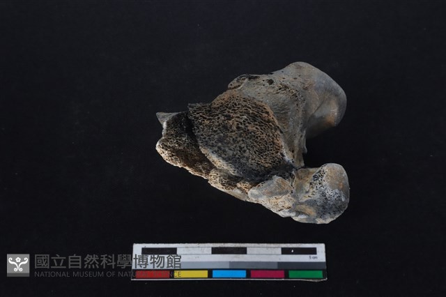 梅花鹿骨藏品圖，第2張