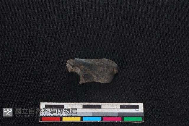 山羌骨藏品圖，第2張