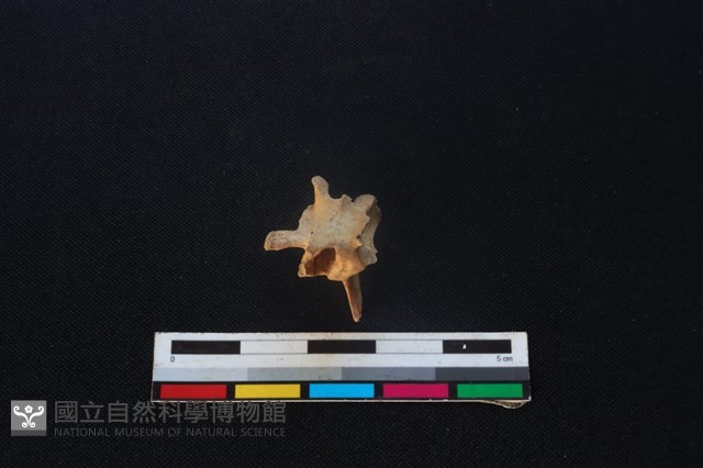 野兔骨藏品圖，第2張