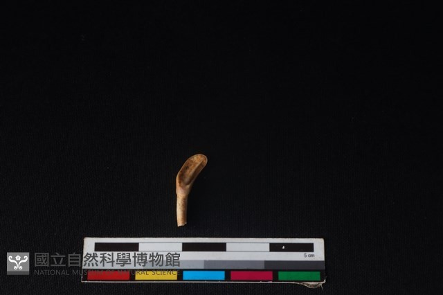 梅花鹿骨藏品圖，第2張