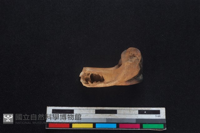 山羌骨藏品圖，第2張
