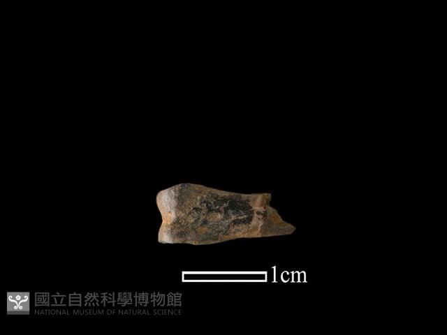 獐骨藏品圖，第2張