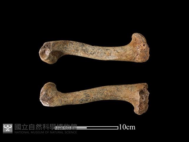 梅花鹿骨藏品圖，第1張