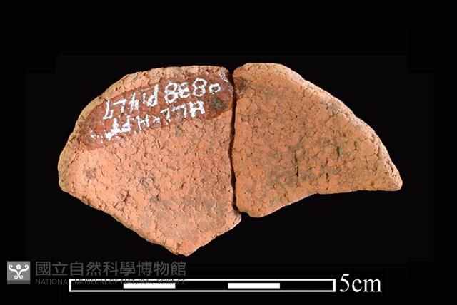 陶片藏品圖，第2張