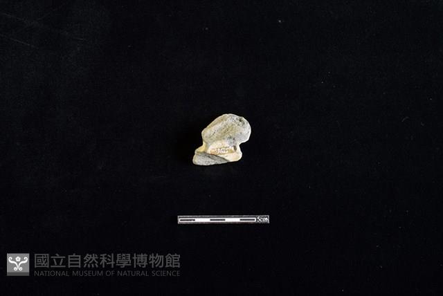 陶片藏品圖，第2張