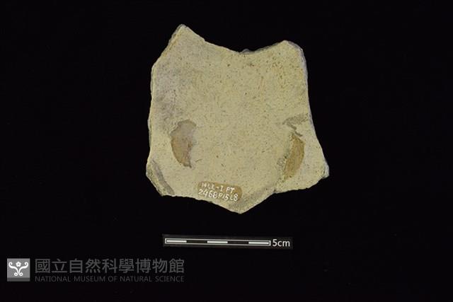 陶片藏品圖，第2張