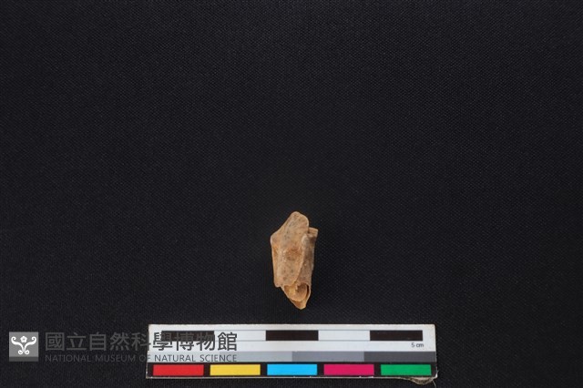 梅花鹿骨藏品圖，第2張