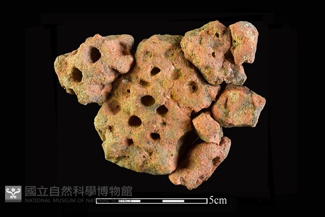 蜂房形器藏品圖，第2張