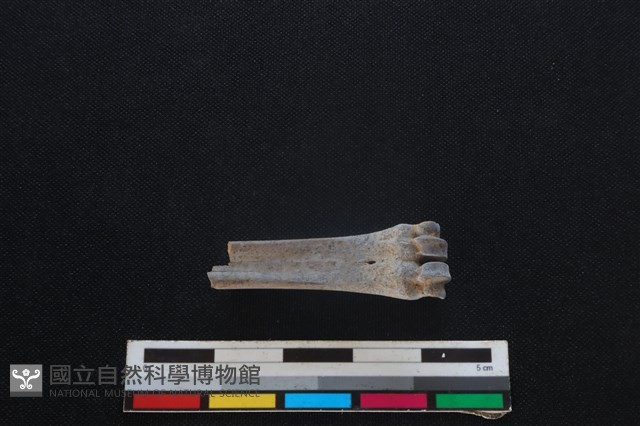 山羌骨藏品圖，第2張