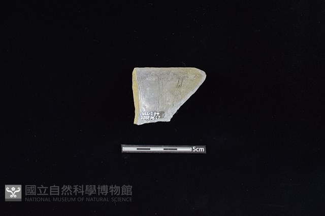 陶片藏品圖，第2張
