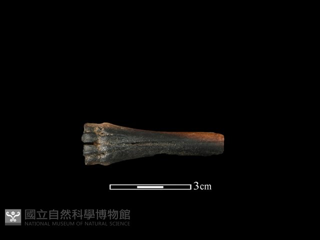 獐骨藏品圖，第2張