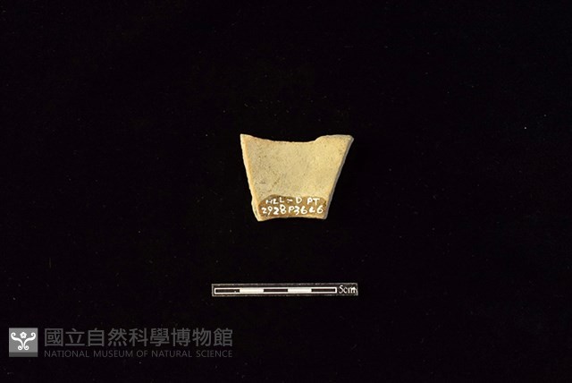 陶片藏品圖，第2張