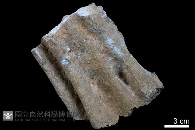 鐘乳石藏品圖，第2張