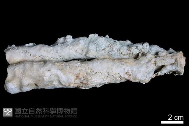 鐘乳石藏品圖，第2張