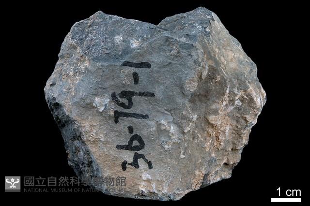 泥灰岩藏品圖，第2張