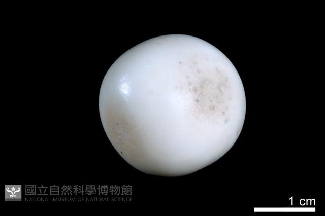 洞穴珍珠藏品圖，第2張