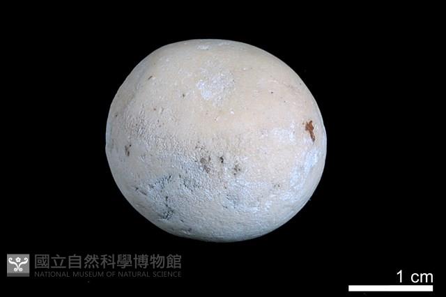 洞穴珍珠藏品圖，第2張