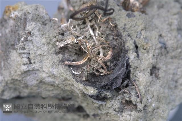 自然銀藏品圖，第2張