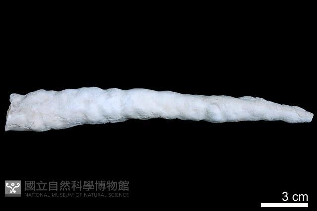 鐘乳石藏品圖，第2張