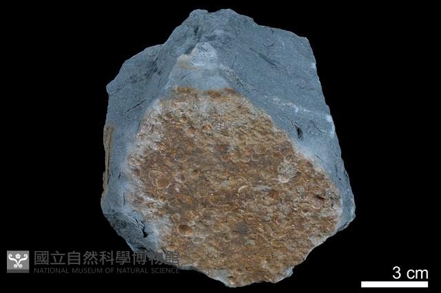 粉砂岩藏品圖，第5張