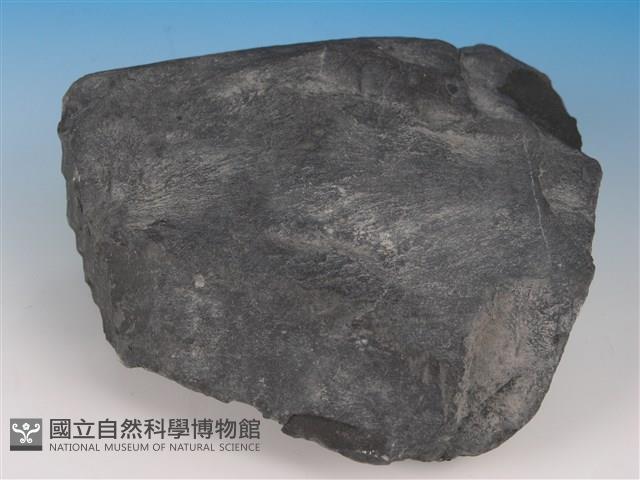 硬頁岩藏品圖，第2張