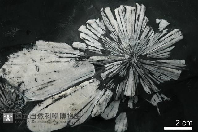 菱鍶礦藏品圖，第2張