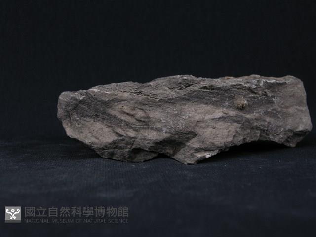 石灰質片岩藏品圖，第2張